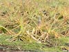 Maui tropical park- pineapples growing in the field 