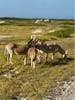 Wild donkeys seen on the island 