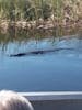 Alligator cruising up to check us out.