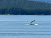 Whale sighting during Glacier tour