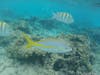 Snorkeling at De Palm island