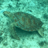 Snorkeling with sea turtles on the Caribbean FastCat shore excursion