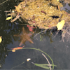 Starfish while paddle boating 