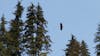 Eagle viewing on the walk back from Hoonah
