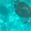 Sea Turtle buddy 