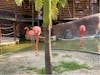 View of flamingos in the shopping center