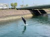 Dolphin performing outside Kagoshima Aquarium 