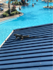 Iguana