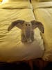 Elephant Towel Animal 