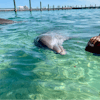 Balmoral island dolphin