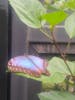 Blue Morpho Butterfly