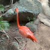 Flamingos 