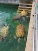 Sea Turtles at the turtle farm