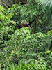 Howler monkey in rain forest 