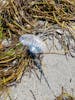 Jellyfish washed up on shore. Carry hydrocortisone cream for stings.