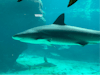 Shark