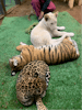 Big kitties