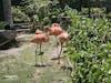 My favorite, the Flamingos 