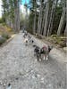 Musher's Dog Camp