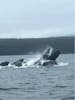 Whale watching-amazing to see them 
