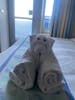 Our friendly towel animal!