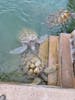 Turtle Encounter