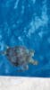 Sea turtle 