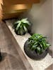 Live plants under the stairs