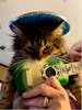 Ok, so not proud of this but we kinda bought our kitten a little mariachi outfit, in spite of our knowing how culturally inappropriate this probably is.  Sorry, to all Mexicans.  We loved this port of your country tho.