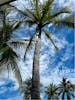 view from the swimming pool at the turtle center.