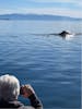 Whale & Marine Mammals Cruise