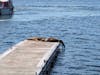Seals just sitting on the dock of the bay... Right next to where you tender in. 