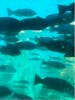Fish swimming around semi submersible boat / Catalina Island