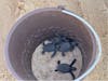 Saved some baby sea turtles