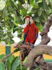 Gorgeous parrot and wildlife as you get off at the Port where the shopping is.