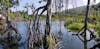 Playa Bachata mangrove across from Amber Cove