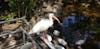 Bird Sanctuary near Higgs Beach in Key West 