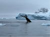 Humpback whale in Paradise bay on the mainland of the Antarctic Peninsula