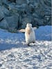 Chinstrap penguin at Halfmoon Island in the South Shetland Islands