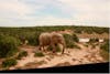 Addo elephant park