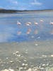 Flamingos on the Northern side