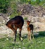 Wild horses on island