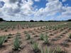 Aloe plantation 