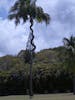 Palm tree in Barbados