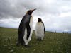 King Penguin - Falkland Islands