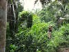 Zip Lining in Belize