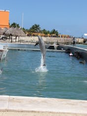 You can watch the dolphins at Costa Maya for free!