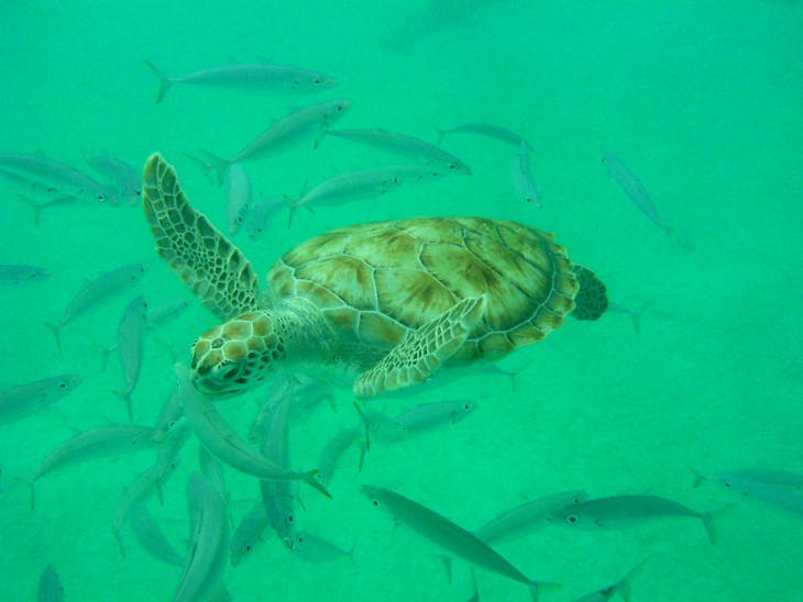 Sea Turtle snorkel in Barbados - Carnival Valor