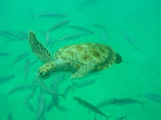 Sea Turtle snorkel in Barbados