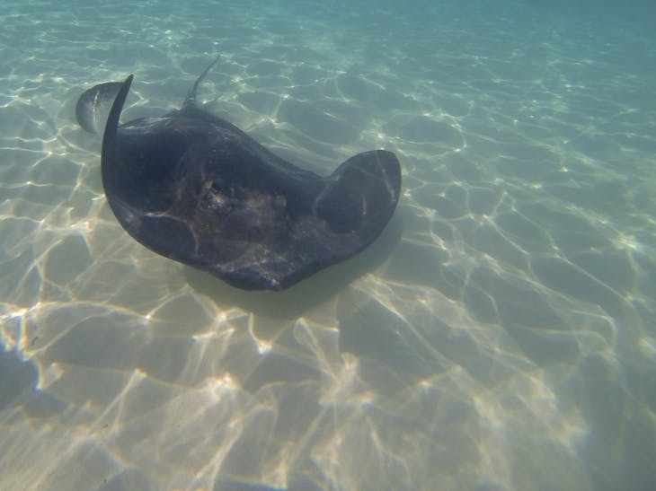 Sting Ray City - Freedom of the Seas